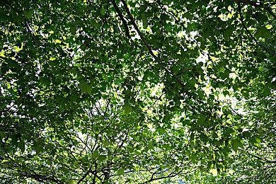 腾讯注册怪物猎人手游软件著作权信息：《怪物猎人：旅人》